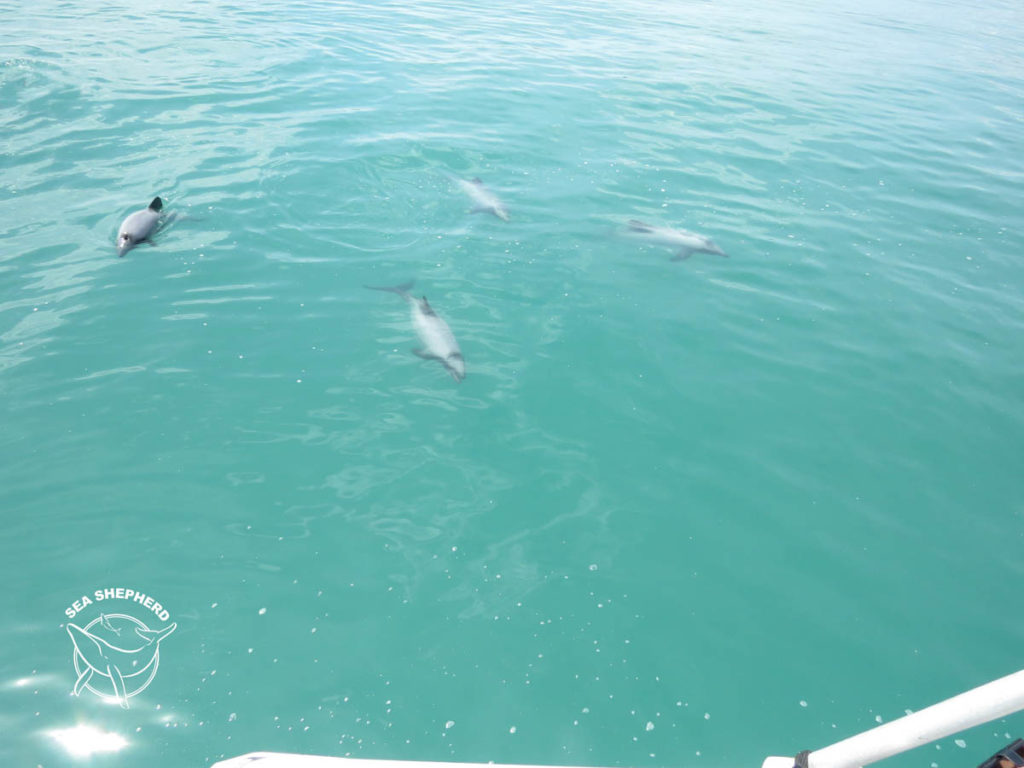 Sea Shepherd Māui Dolphins