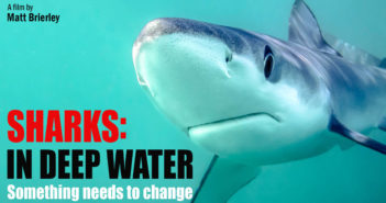 New Feature Film Tackles Western Trade in Toxic Sharks – Watch the Trailer Sharks in Deep Water