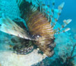 Lionfish