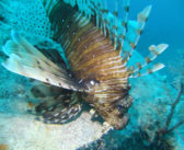 6 Most Venomous Creatures in the Sea