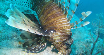 Lionfish