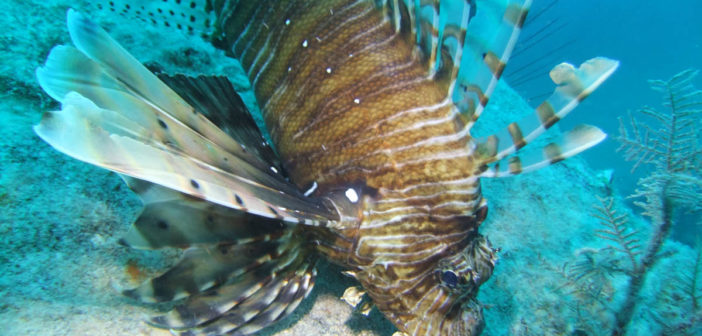 Lionfish