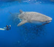 Diverse Travel - St Helena