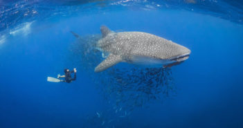New from Diverse Travel: St Helena Diverse Travel - St Helena