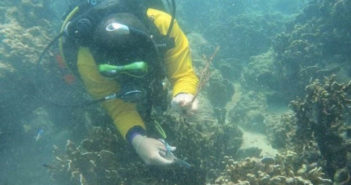 Local Company Director Travels to Thailand for Underwater Pollution Cleanup and Guinness World Record Phuket Clean Up