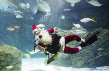 Scuba Santa