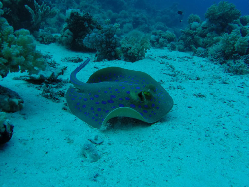 Blue Spotted Ray