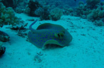 Blue Spotted Ray