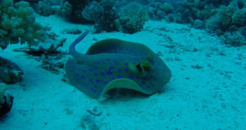 Blue Spotted Ray