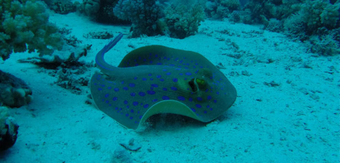 Blue Spotted Ray