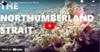 Scuba Diving Northumberland Strait Northumberland Strait
