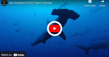 Sea Shepherd 2022 Year in Review