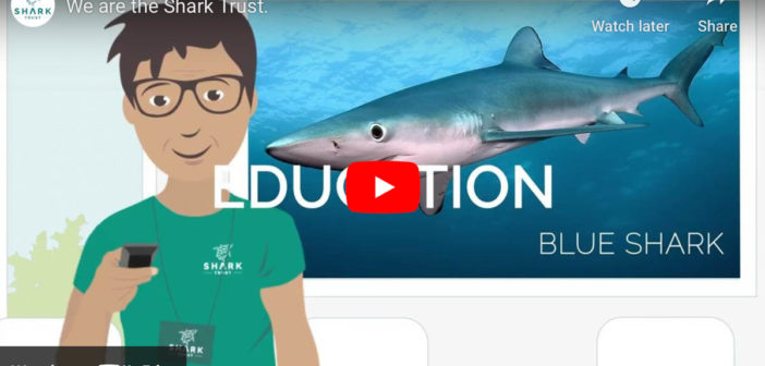 VIDEO: We Are The Shark Trust