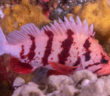 Tiger Banded Rockfish