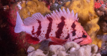 Tiger Banded Rockfish