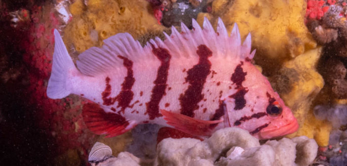 Tiger Banded Rockfish