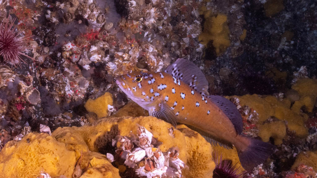 Tiger Banded Rockfish