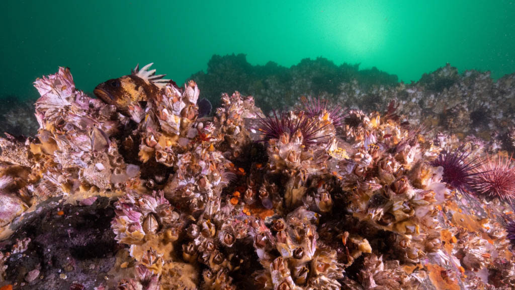 Tiger Banded Rockfish