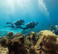 Special Liveaboard Deals this Week – Explore Exotic Waters with Unbeatable Offers!