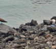 Galapagos Islands