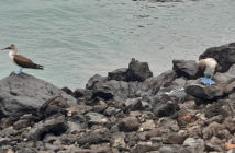Galapagos Islands