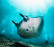 Manta Cleaning Stations