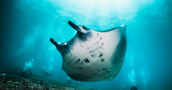 What Is A Cleaning Station? Manta Cleaning Stations