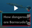 Modern Diver