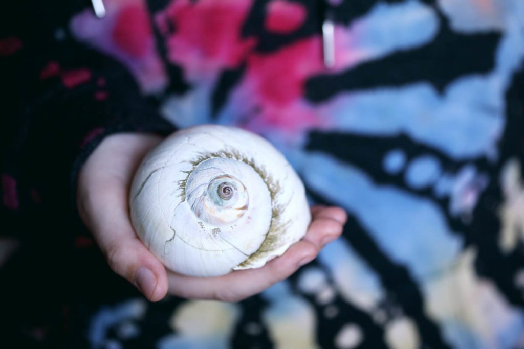 Moon Snails