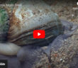 Moon Snails