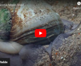 About Moon Snails