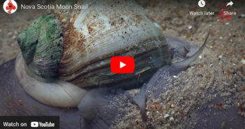 About Moon Snails Moon Snails