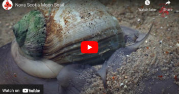 Moon Snails