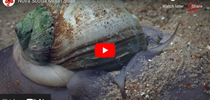 About Moon Snails