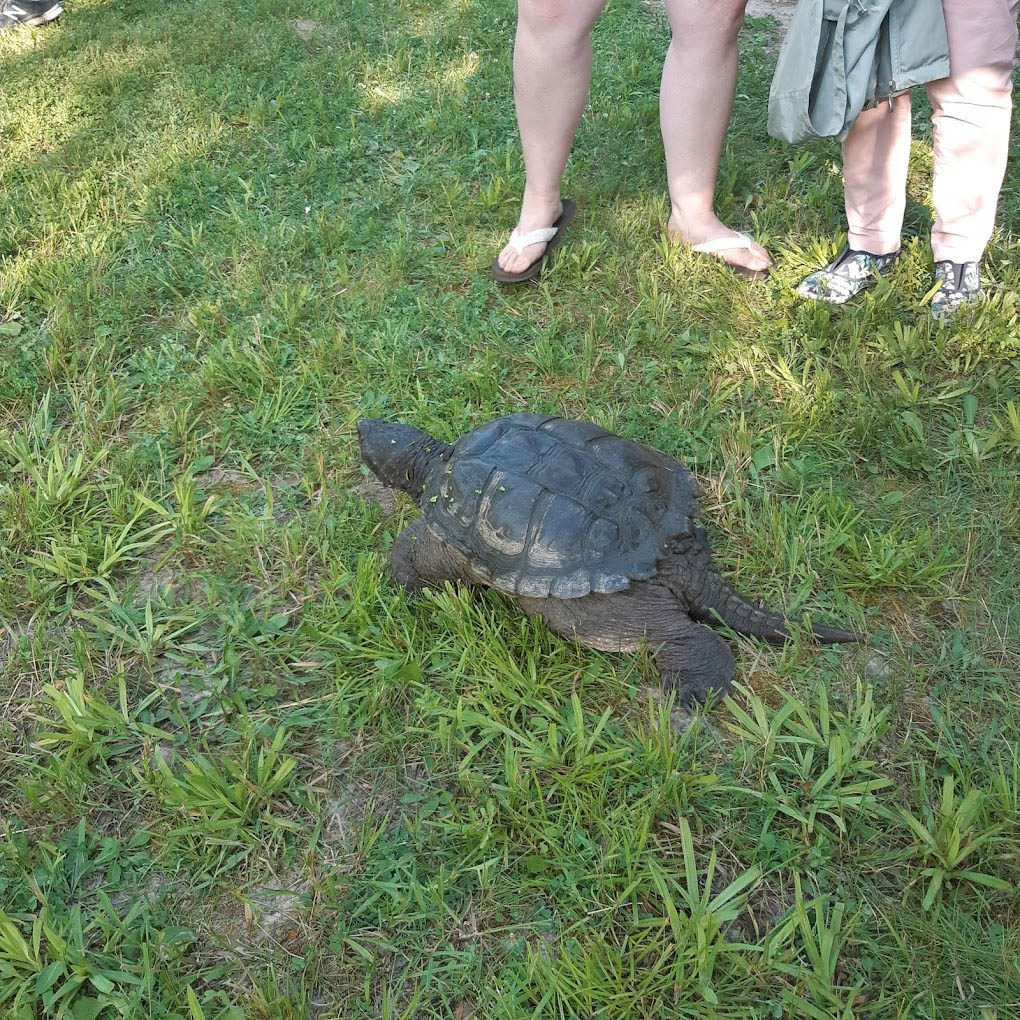 Ontario Turtle
