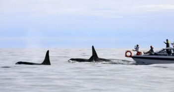 Anti-Fouling Paint May Be Cause of Orca Attacks on Yachts Orcas