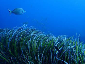 Posidonia oceanica