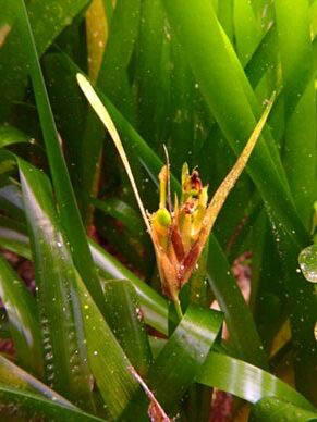 Posidonia oceanica