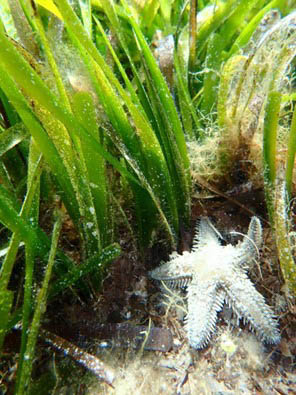 Posidonia oceanica