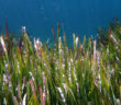 Posidonia oceanica