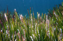 Posidonia oceanica