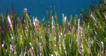 Posidonia oceanica
