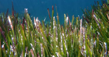 Posidonia oceanica