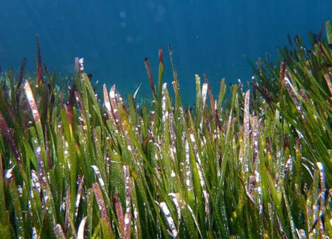 Posidonia oceanica