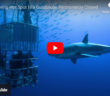 Sharks Guadalupe