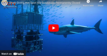 Shark-Diving Hot Spot Isla Guadalupe Permanently Closed Sharks Guadalupe