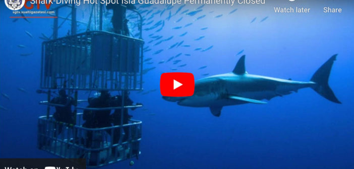 Shark-Diving Hot Spot Isla Guadalupe Permanently Closed
