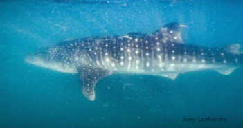 Baja Below the Surface – Our First Time to the Gulf of California. Zoe Martin, Gulf of California
