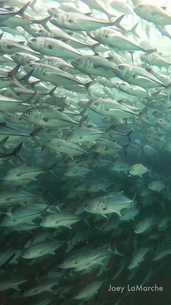 Zoe Martin, Gulf of California