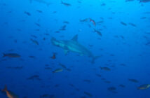 Galapagos - Josh Davies
